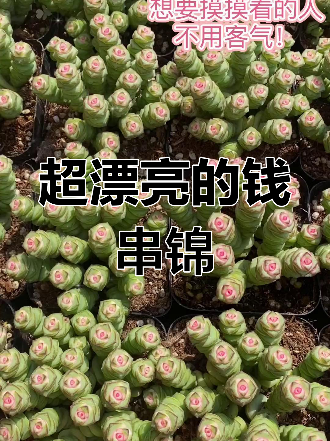 钱串锦多肉,超美!摸一摸也没问题