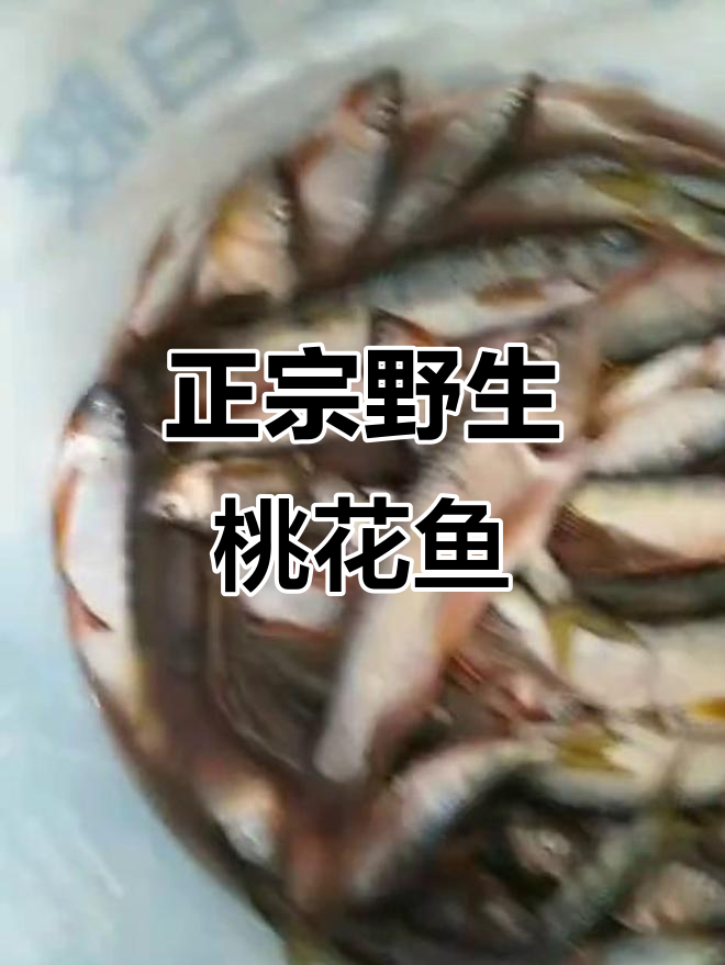 野生桃花鱼黄丫丁，鲜美无比！