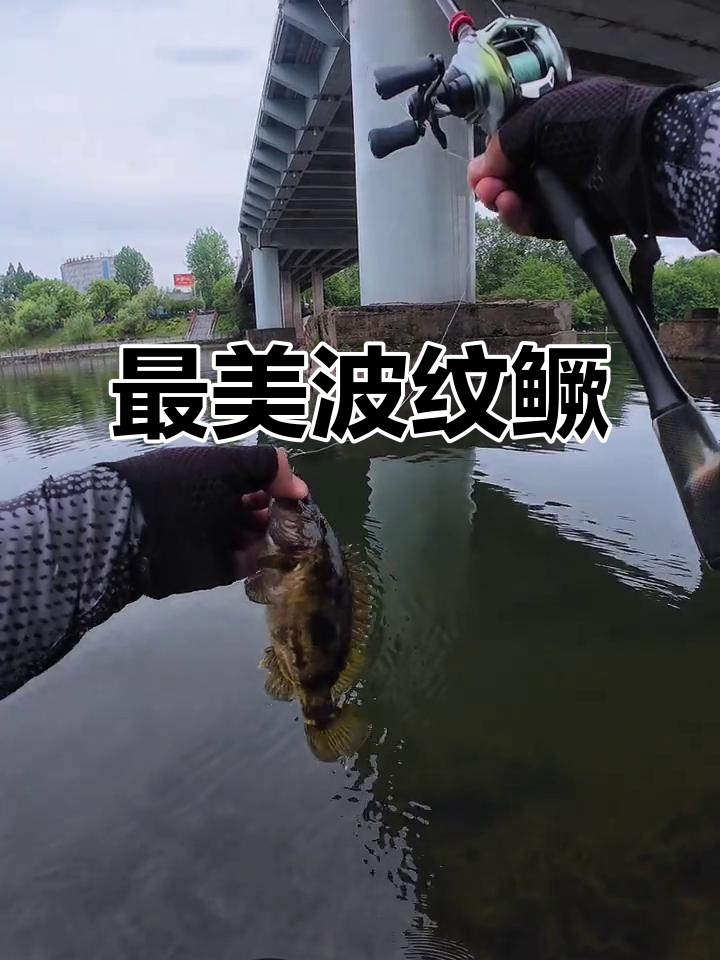 波纹鳜鱼:原生最美,钓鱼人最懂