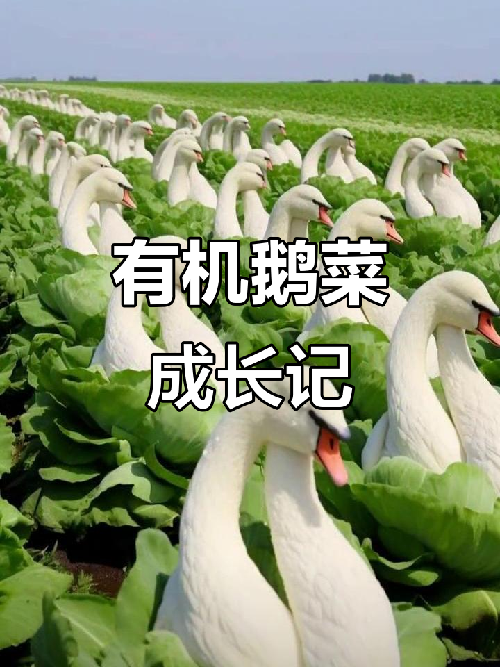 绿色有机鹅菜,你见过吗?我家种的蔬菜长大了