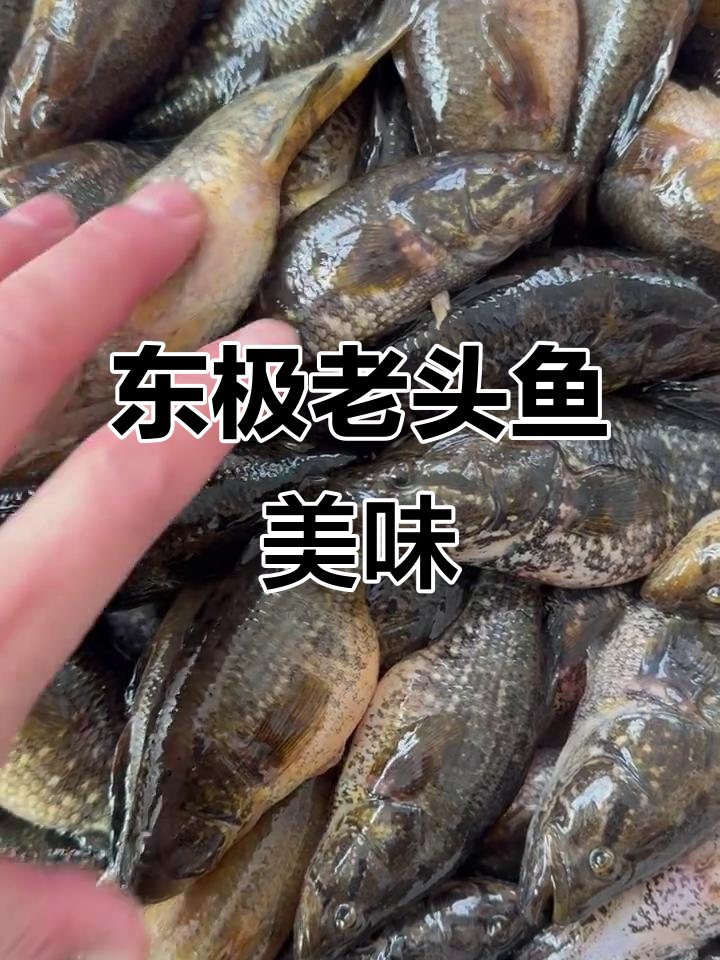 东极抚远开河大老头鱼,鲜美无比!