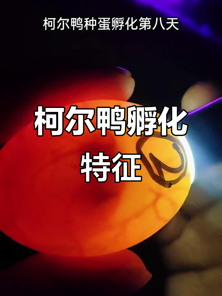 柯尔鸭种蛋孵化八天,血管清晰可见