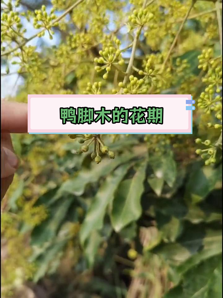 鸭脚木开花过程揭秘:三期花期与蜜蜂采蜜