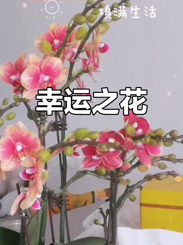 美丽的花朵,愿幸运如风而至,与你同行