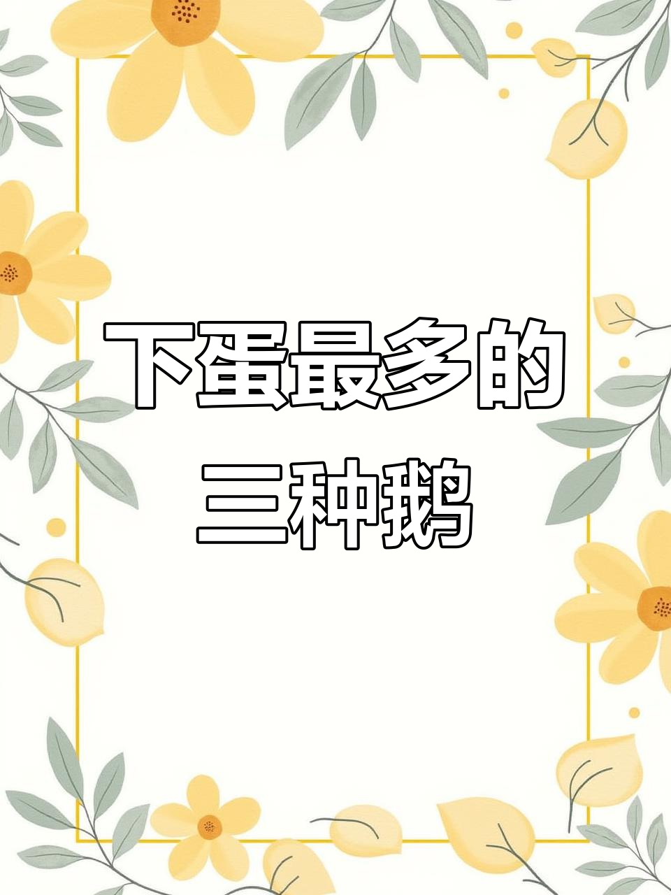 哪种鹅最能多产蛋？三大高产鹅品种揭秘