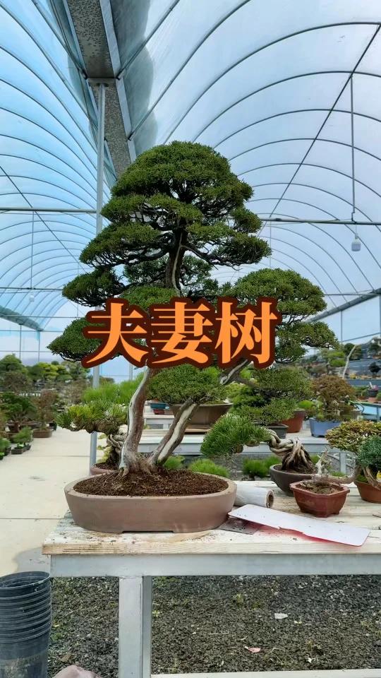 分享精品夫妻桩 系鱼川盆景