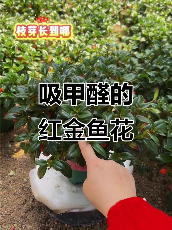 红金鱼吊兰，清新空气又美观，室内养护轻松上手