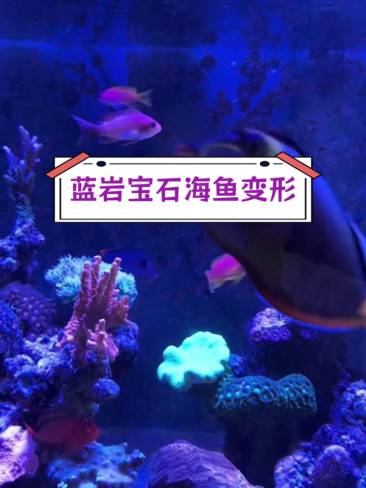 蓝眼宝石海鱼变性过程揭秘