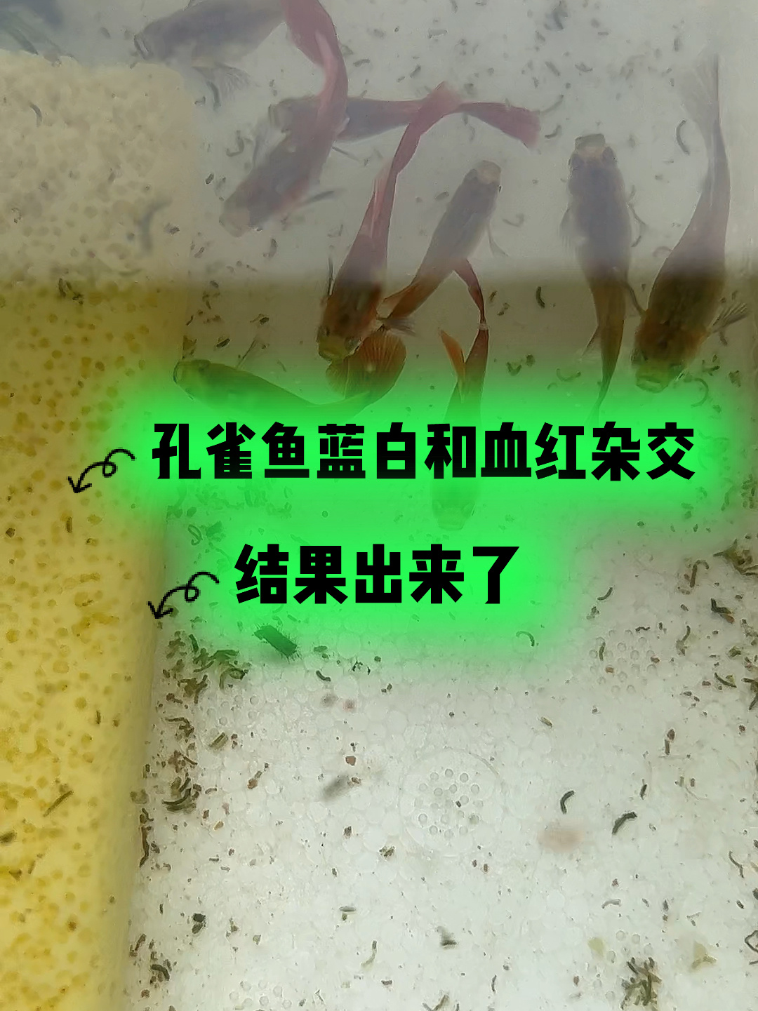 孔雀鱼杂交
