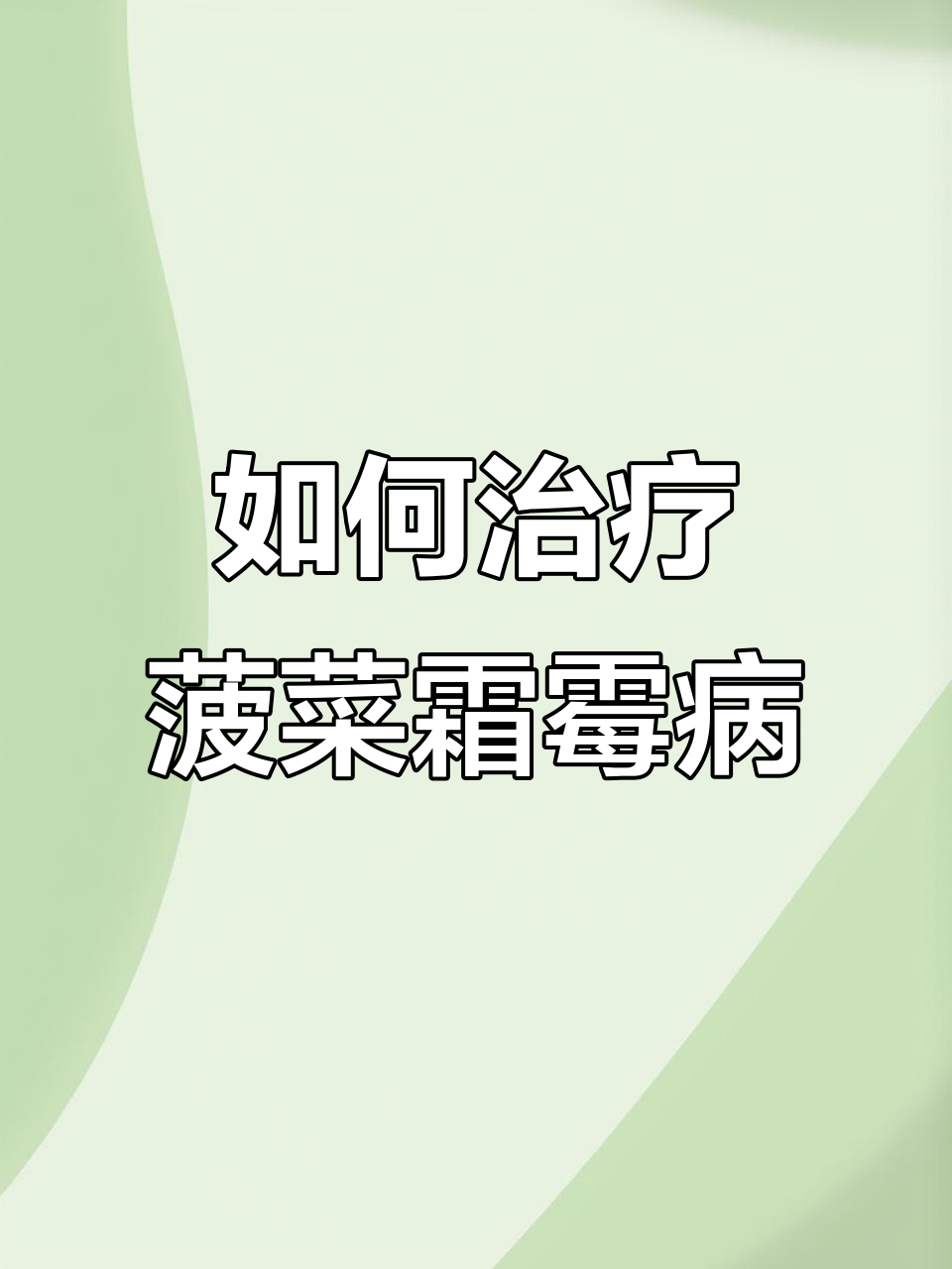 菠菜霜霉病防治全攻略，轻松搞定叶部病害