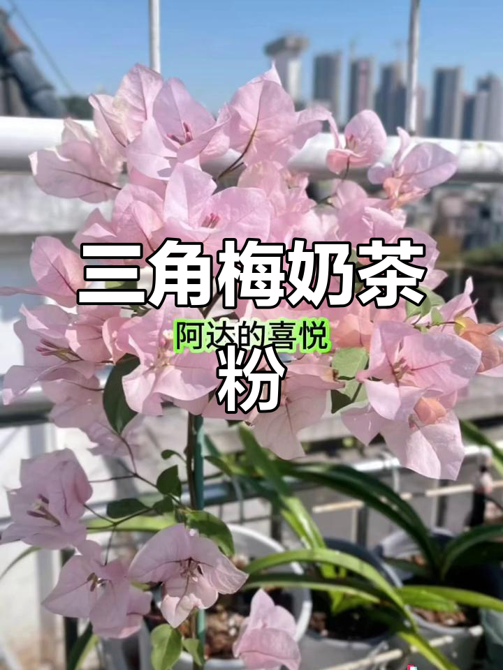 三角梅奶茶粉品种揭秘,春天赏花必备