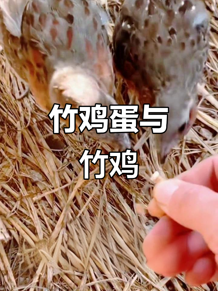竹鸡:观赏而非食用,国家保护动物需合法养殖