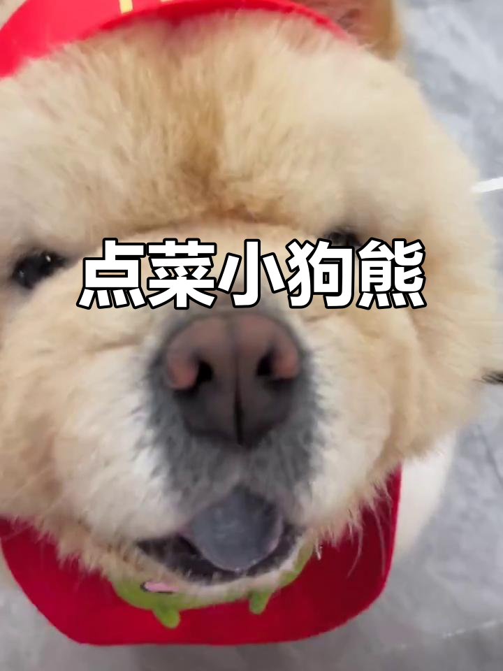 小狗熊带你点餐,汉堡薯条随你选