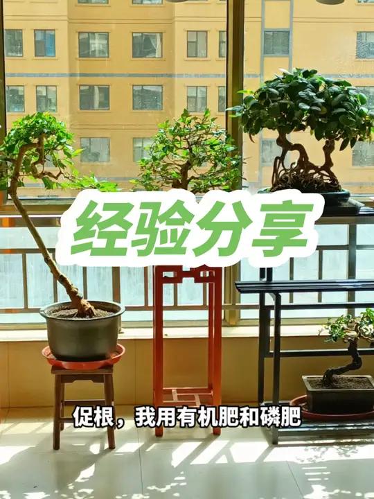 我玩盆景的个人经验,促花促果,我用磷酸二氢钾和硼肥,促根,我用有机肥和磷肥,挂果类的树种我