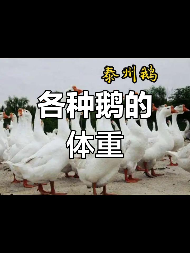 常见鹅品种介绍