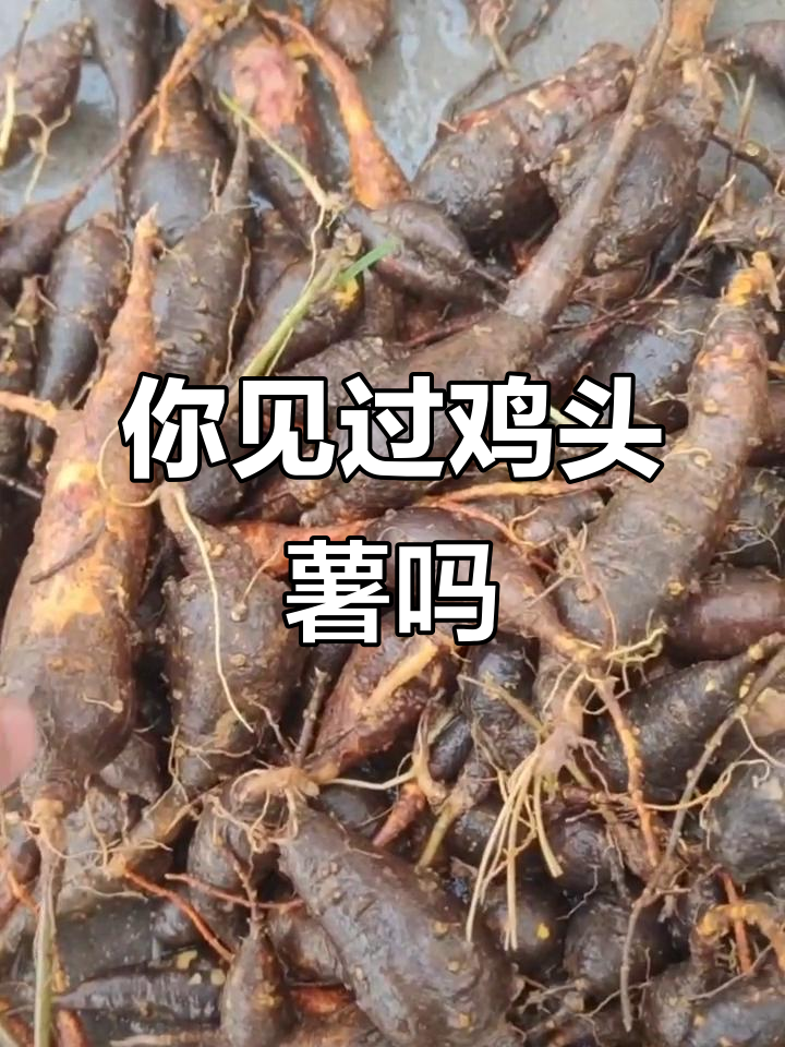 鸡头薯与淋巴草:你认识它们吗?