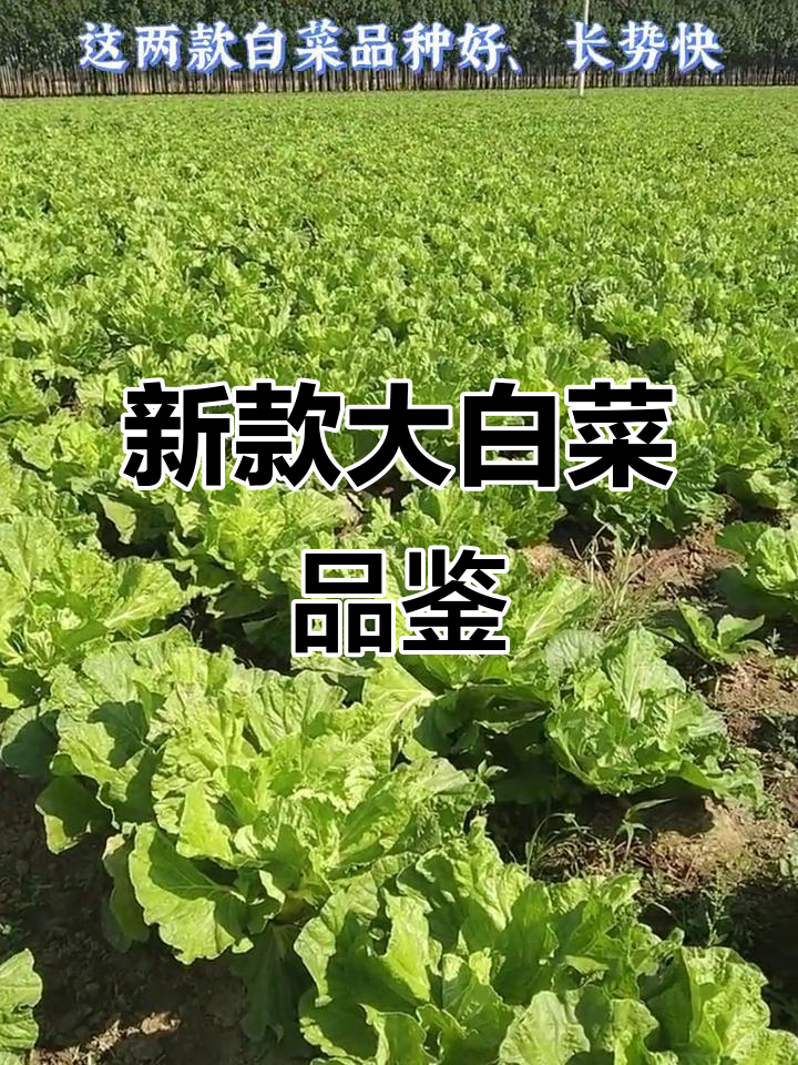 火凤凰大白菜，秋霸品种来袭！抗病毒强、长势快