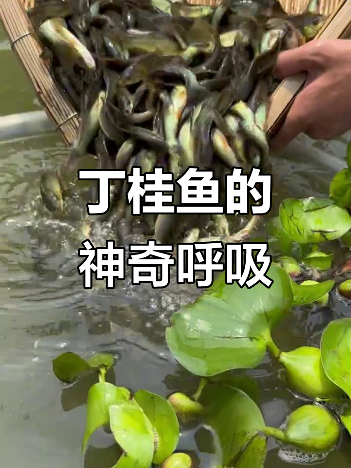 丁桂鱼:能在缺氧环境下生存,杂食性高生长快