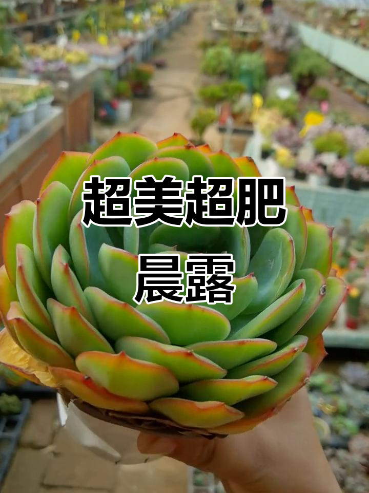 超大晨露多肉,仙气十足的美丽瞬间