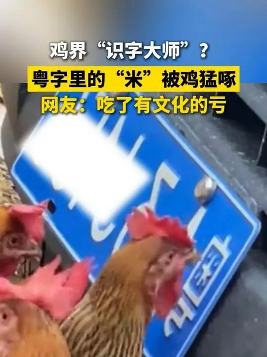 鸡界“识字大师”？粤字里的“米”字被鸡猛啄。网友：吃了有文化的亏。（素材来源：我分手绝对带