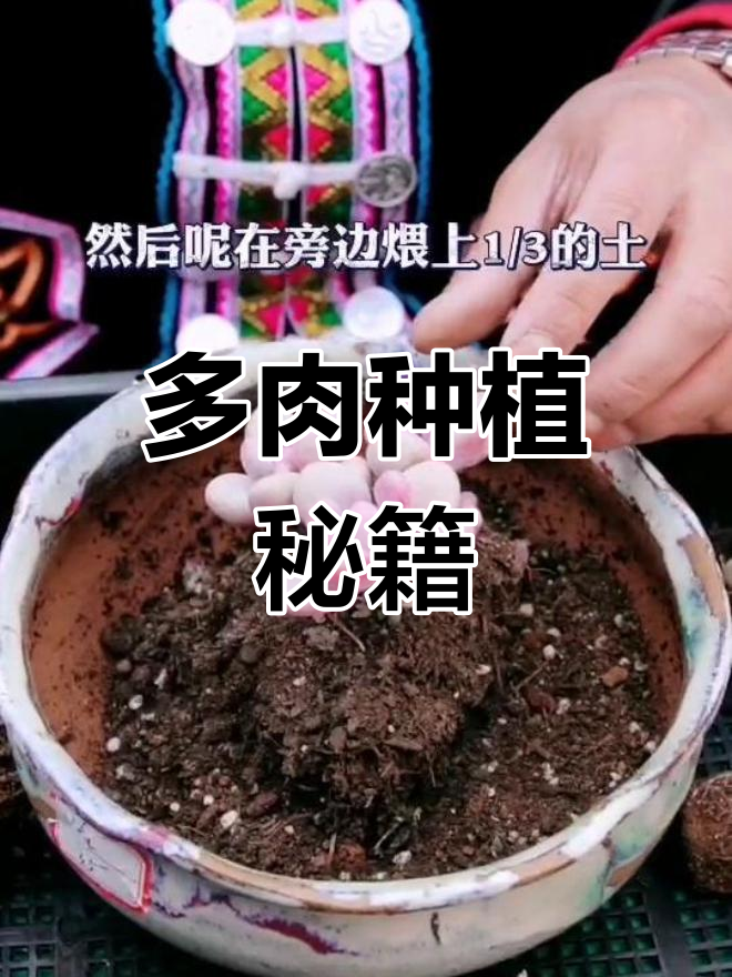 多肉种植小技巧,拼盘更有趣,轻松让植物更快适应新环境!