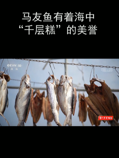 马友鱼有着海中“千层糕”的美誉