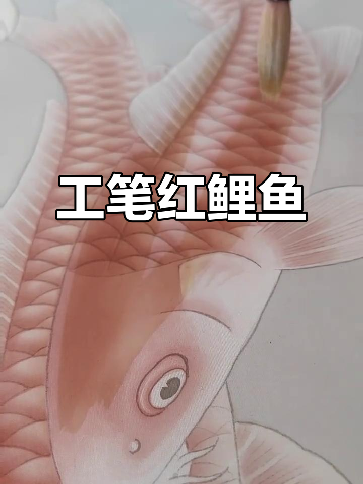 精致工笔画红鲤鱼,细节满满的艺术之美