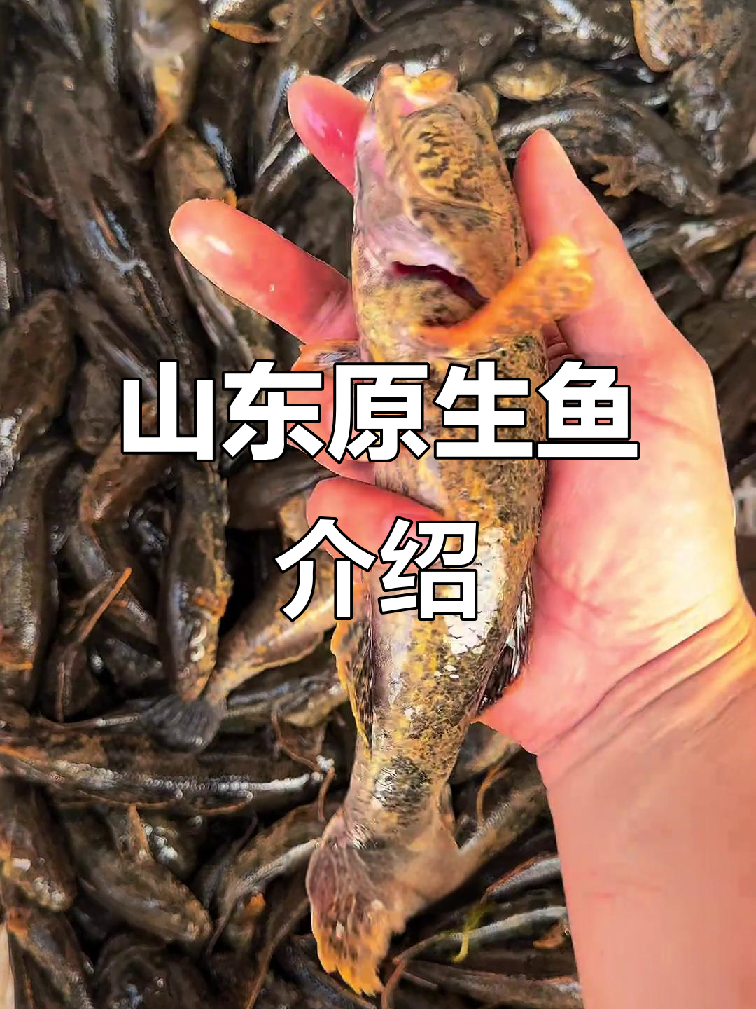 山东原生鱼:虎头鲨与老熟鱼的魅力