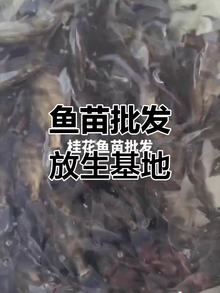 深圳东莞惠州佛山等地鱼苗批发与放生场,品种齐全