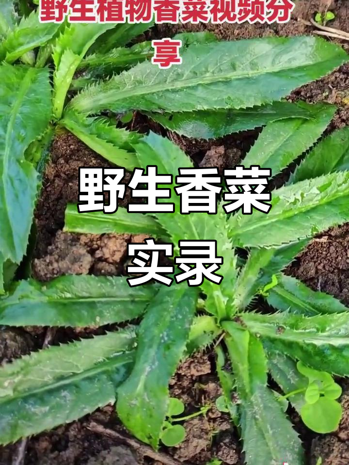 海南野生香菜，自然生长，实拍记录