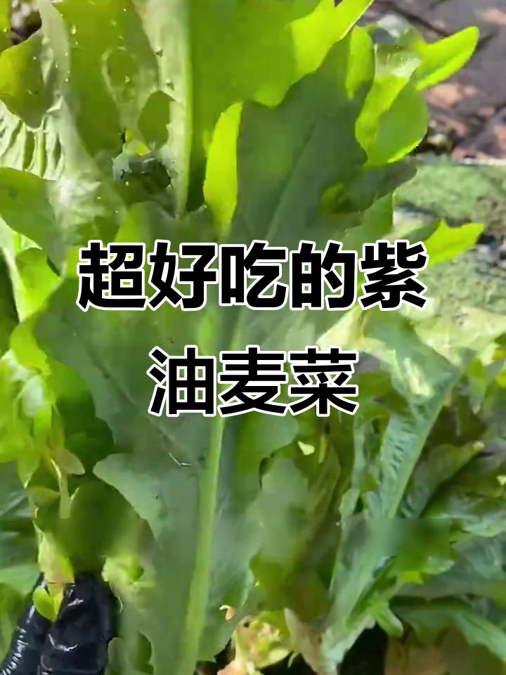 夏季必备!紫油麦菜,比生菜更脆、白菜更甜