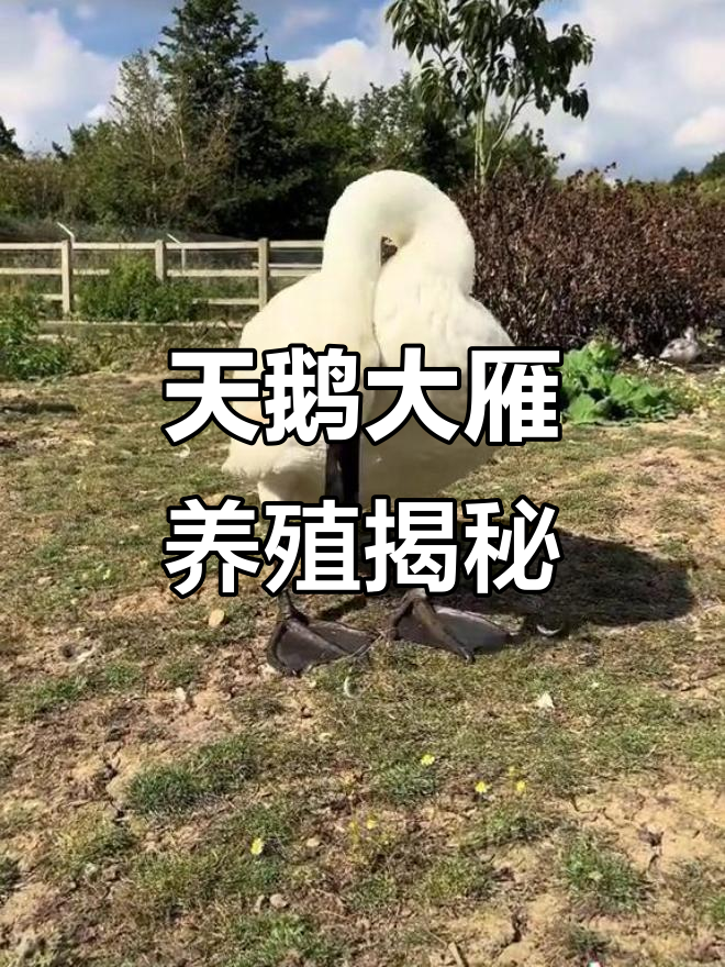 珍禽养殖：天鹅、大雁与野鸭子的饲养技巧