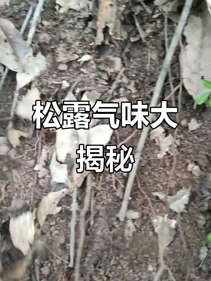 松露的味道到底有多复杂?从黄油到臭虫腐烂树叶的转变