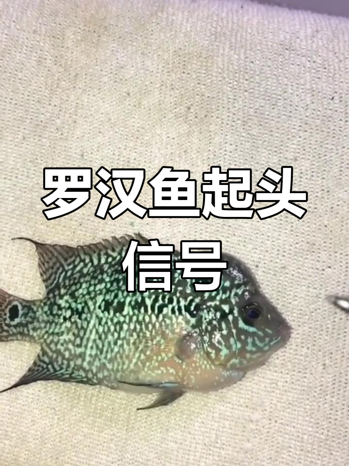 罗汉鱼起头前有征兆,这些特征帮你轻松识别!