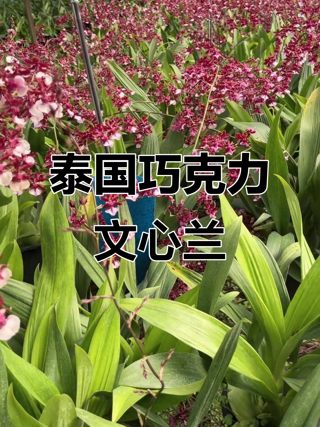泰国巧克力文心兰:美丽与香气并存