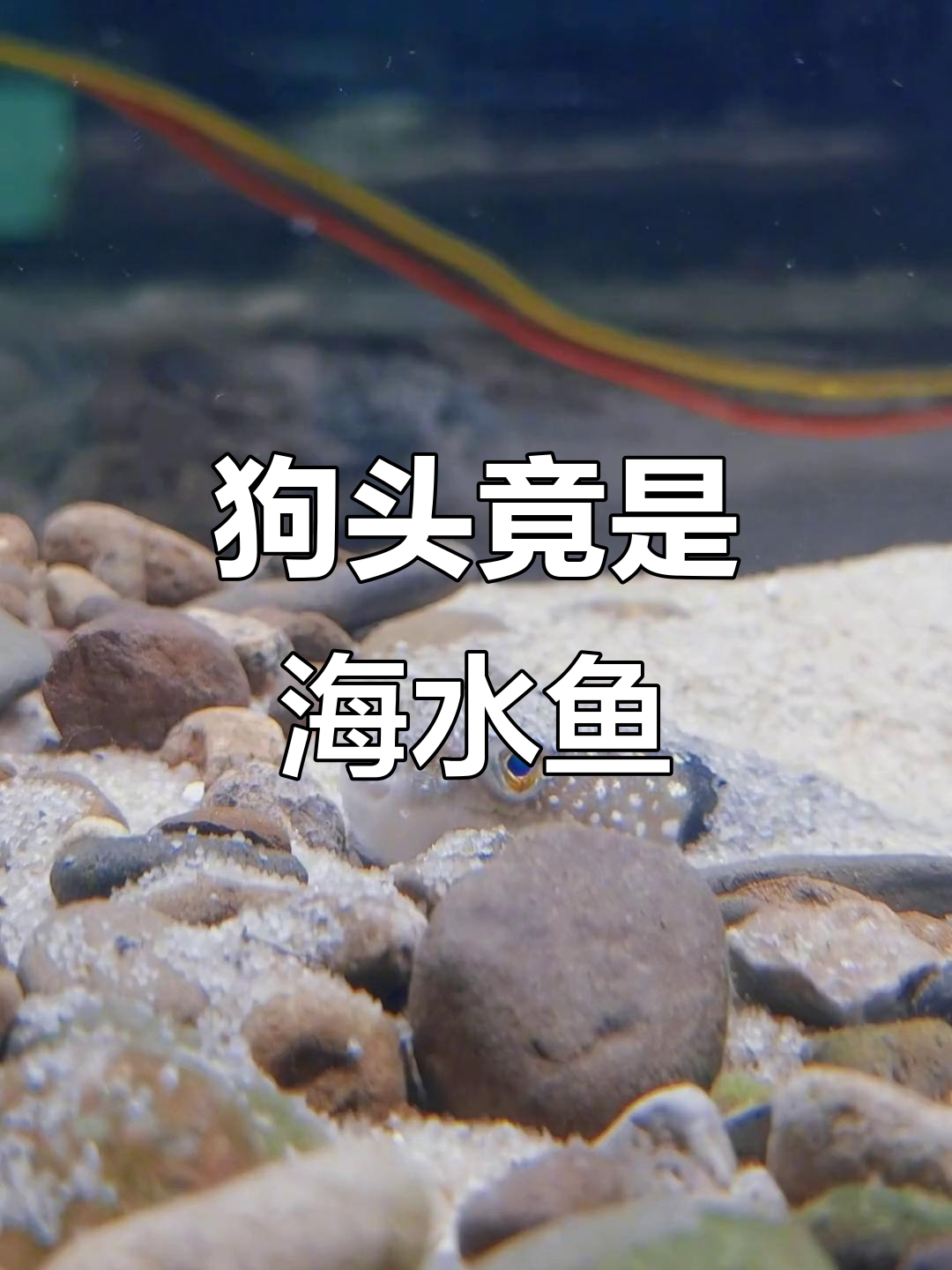 海水鱼狗头真相大揭秘，六月飞雪也难掩其身！