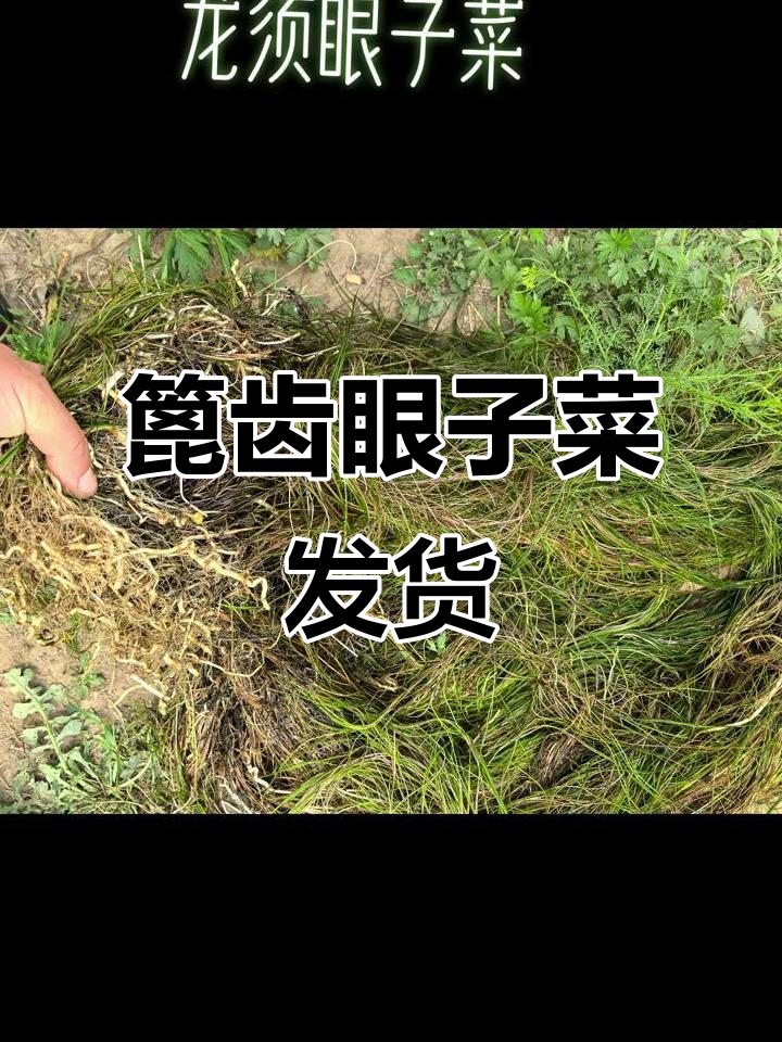 龙须眼子菜发货,两车满载新鲜篦齿眼子菜