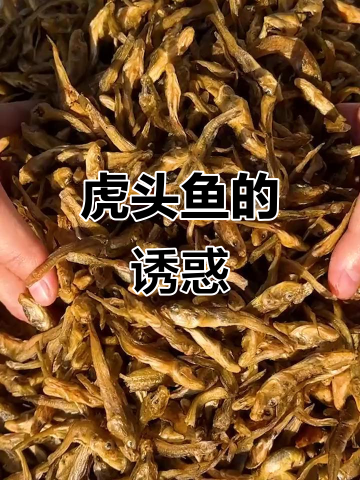虎头鱼鲜美无比,炒或煮汤都让人陶醉