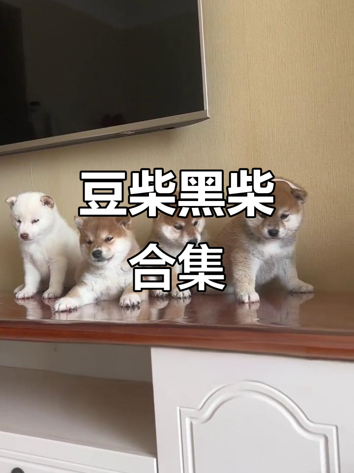小柴合影萌宠日常,奶茶也能这么可爱!