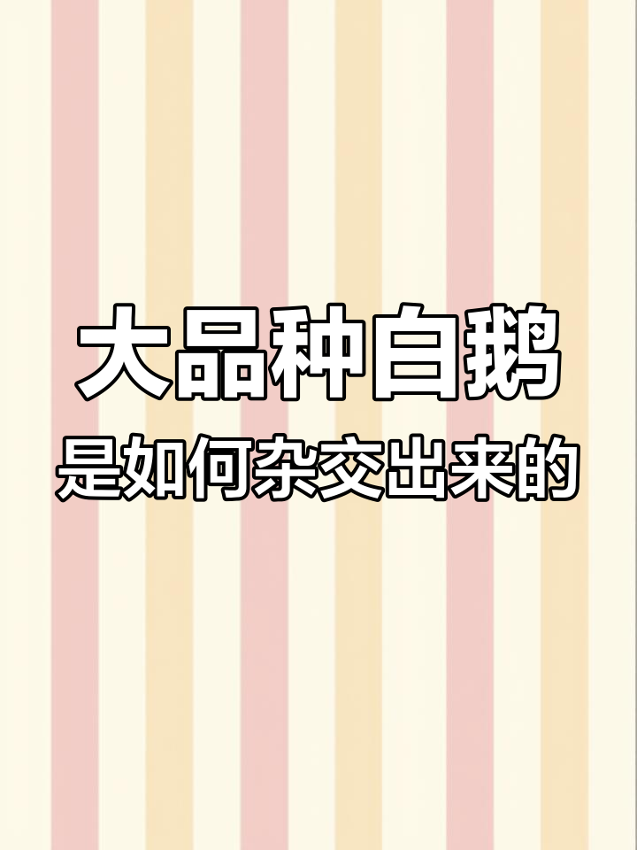 皖浦大品种白鹅的杂交之路：如何培育出高产值新品种