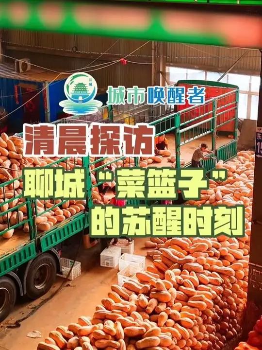 城市唤醒者|清晨探访聊城“菜篮子”的苏醒时刻 8月13日清晨,聊城市新北环蔬菜批发市场内早