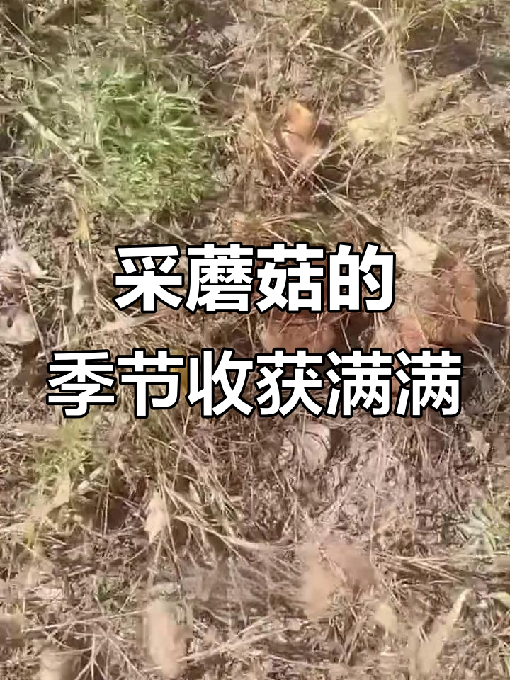 九月二十二日,蘑菇大丰收!杨树蘑厚得让人惊喜