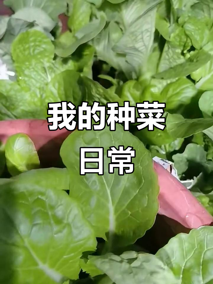 菜园里的疯狂种植,奶油快菜、上海青一网打尽