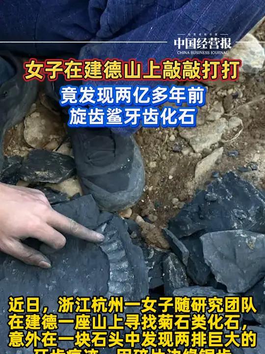 女子在建德山上敲敲打打,竟发现两亿多年前旋齿鲨牙齿化石 女子杭州山上发现2亿年鲨鱼牙齿 社