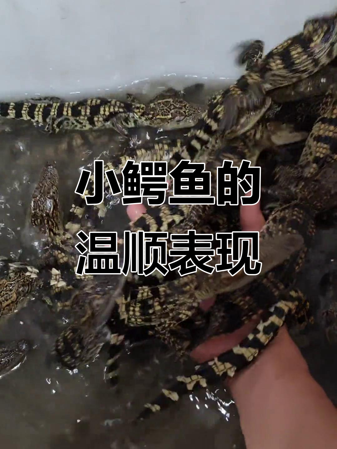 鳄鱼养殖场惊现“小”鳄鱼,竟然不咬人?