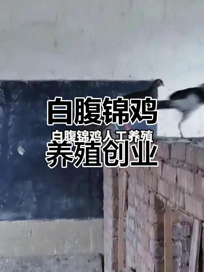 陕西白腹锦鸡人工养殖,创业之路充满挑战与机遇