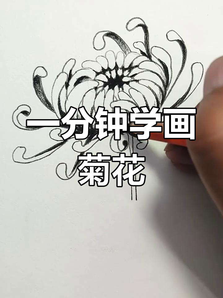 轻松学会画菊花,步骤简单又有趣