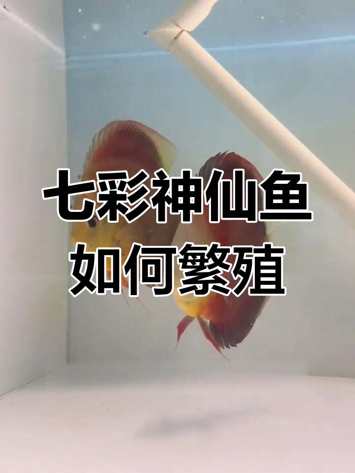七彩神仙鱼繁殖准备全攻略:从鱼缸到喂食技巧