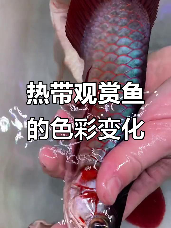 龙鱼底色变幻无穷,白玉红龙魅力尽显