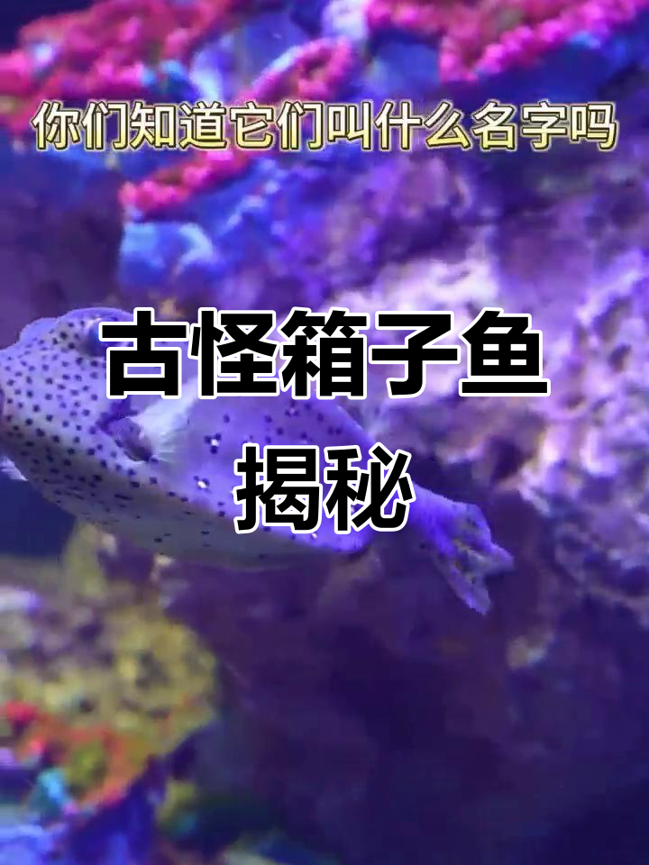 这些像小箱子的鱼,竟然有奇特的名字!